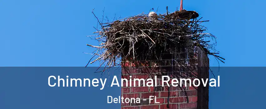 Chimney Animal Removal Deltona - FL