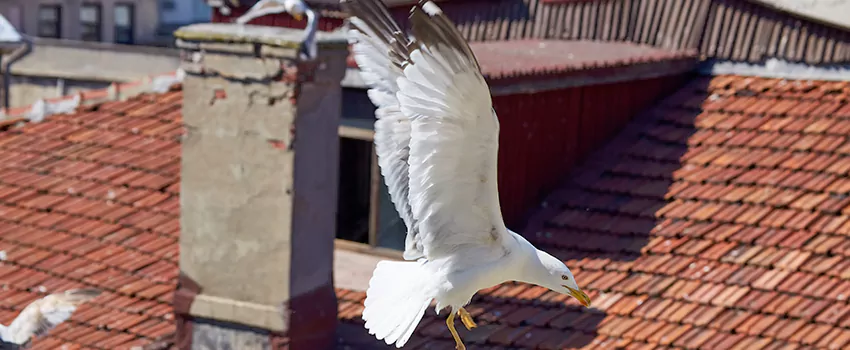Residential Chimney Animal Removal Solution in Deltona, FL